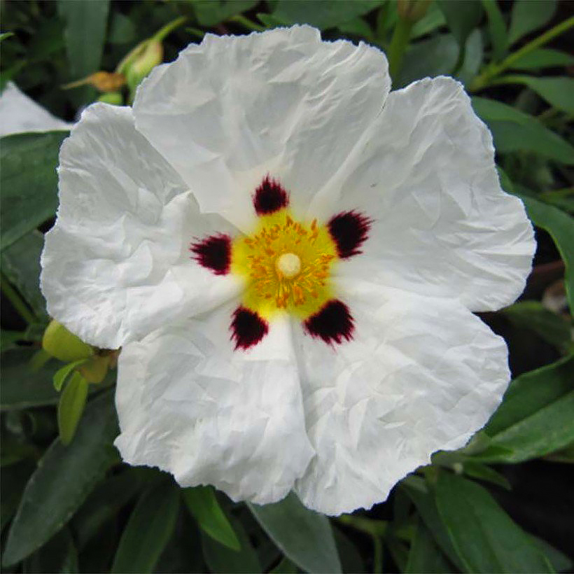 Cistus - Cistes