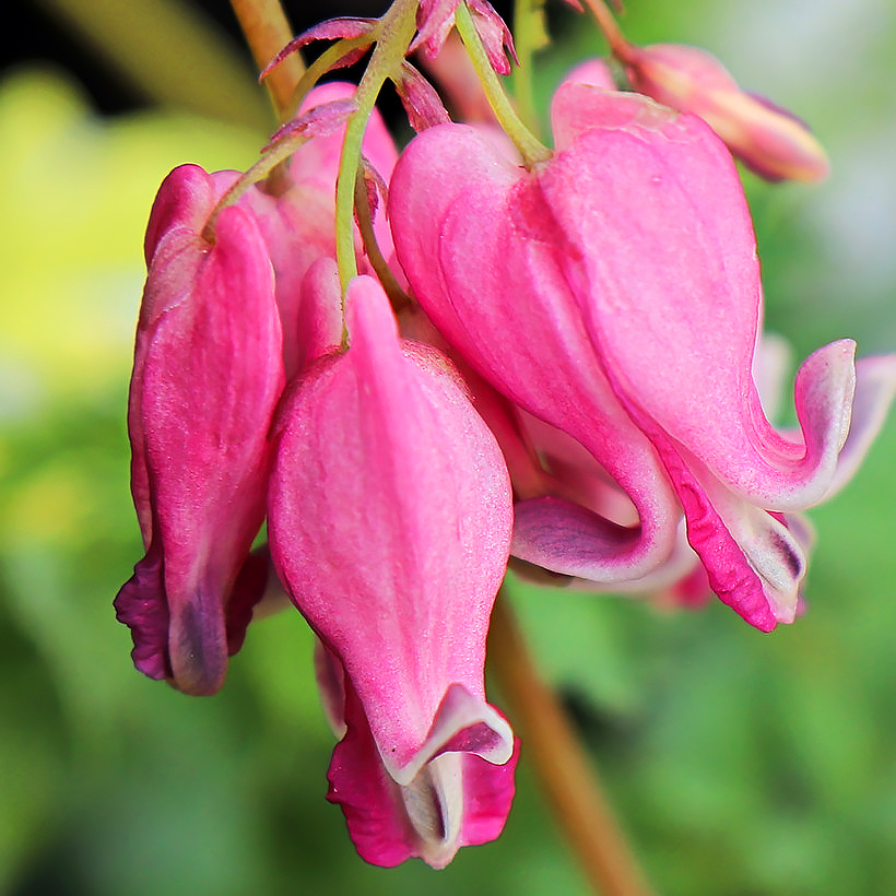 Cœur-de-Marie - Dicentra, Lamprocapnos