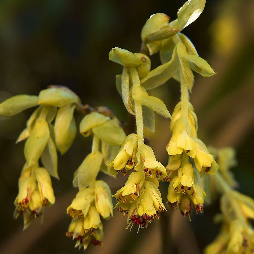 Corylopsis - Faux-noisetiers