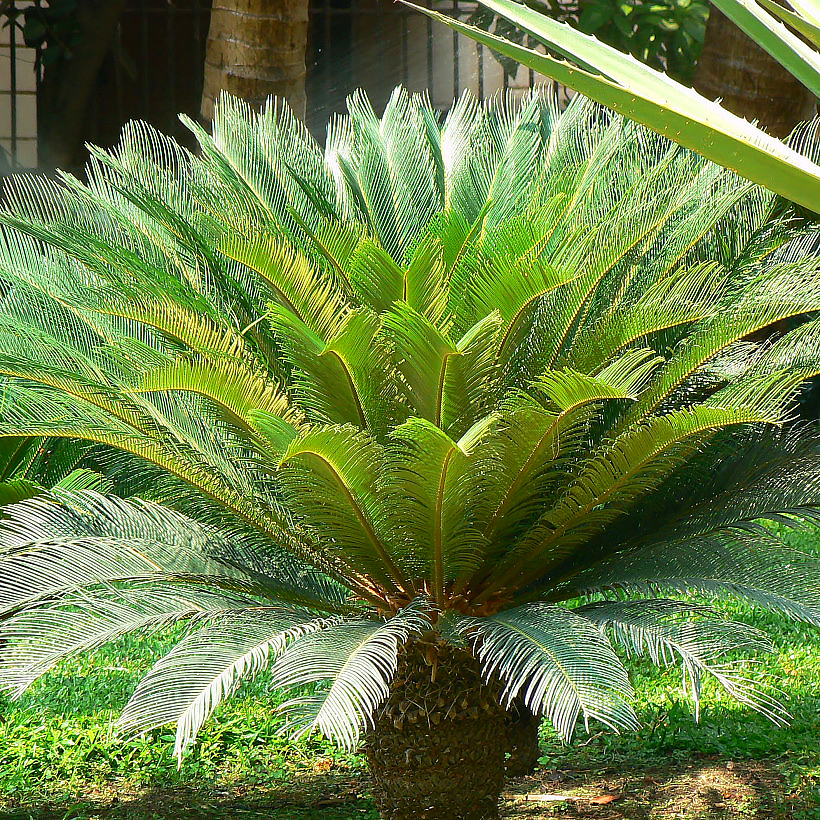 Cycas - Faux-palmier, Sagoutier