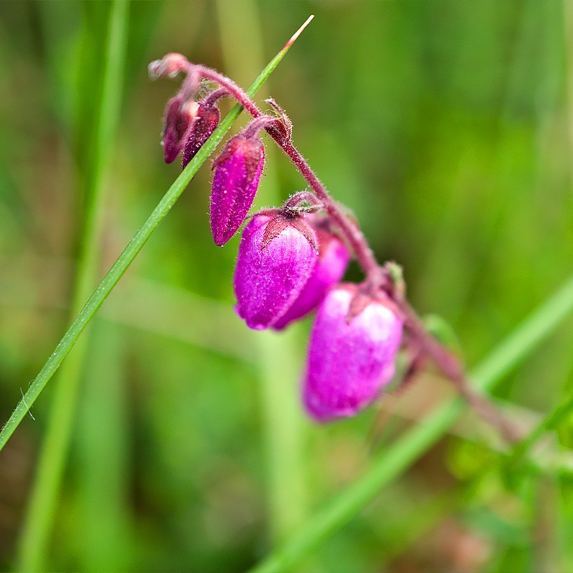 Daboecia - Bruyères de saint Daboec