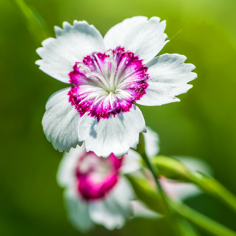 Graines d’Oeillets - Dianthus