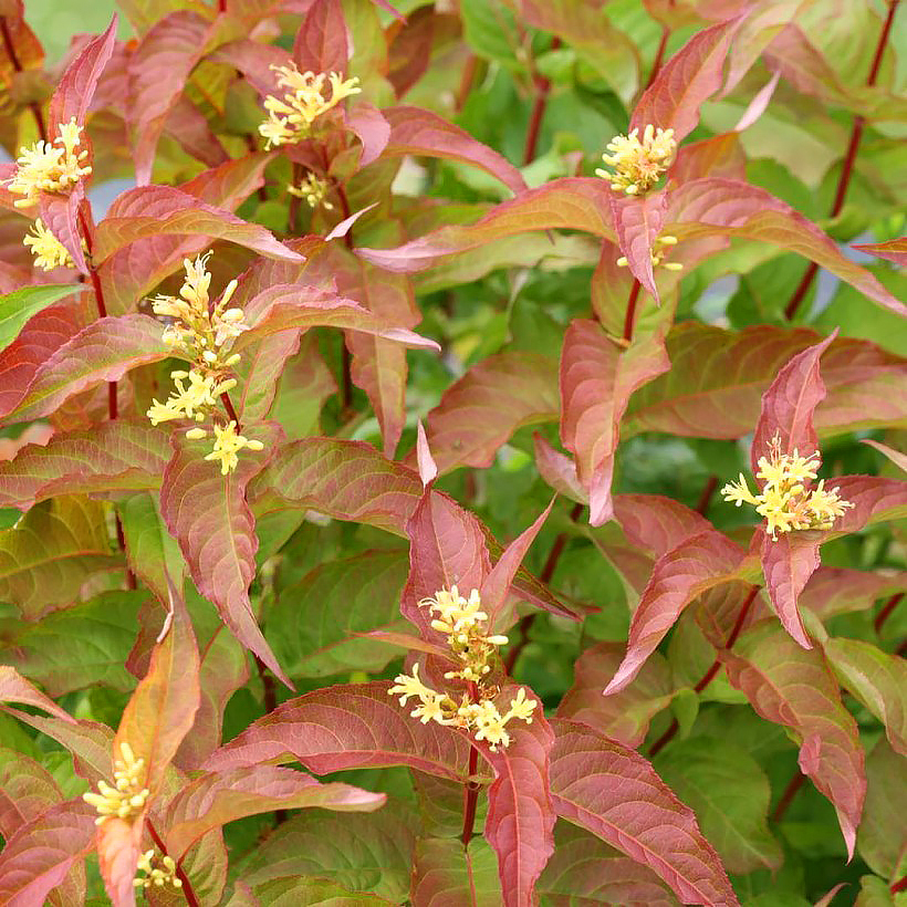 Diervilla - Diervillées