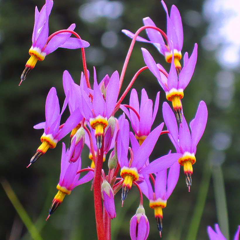 Dodecatheon - Gyroselles