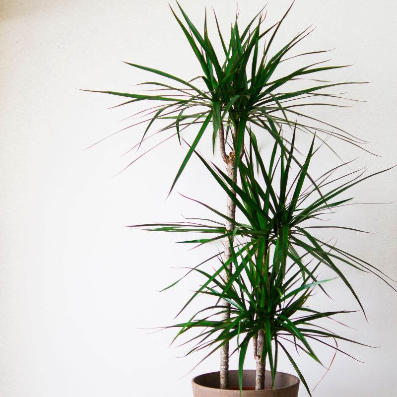 Dracaena - Dragonnier