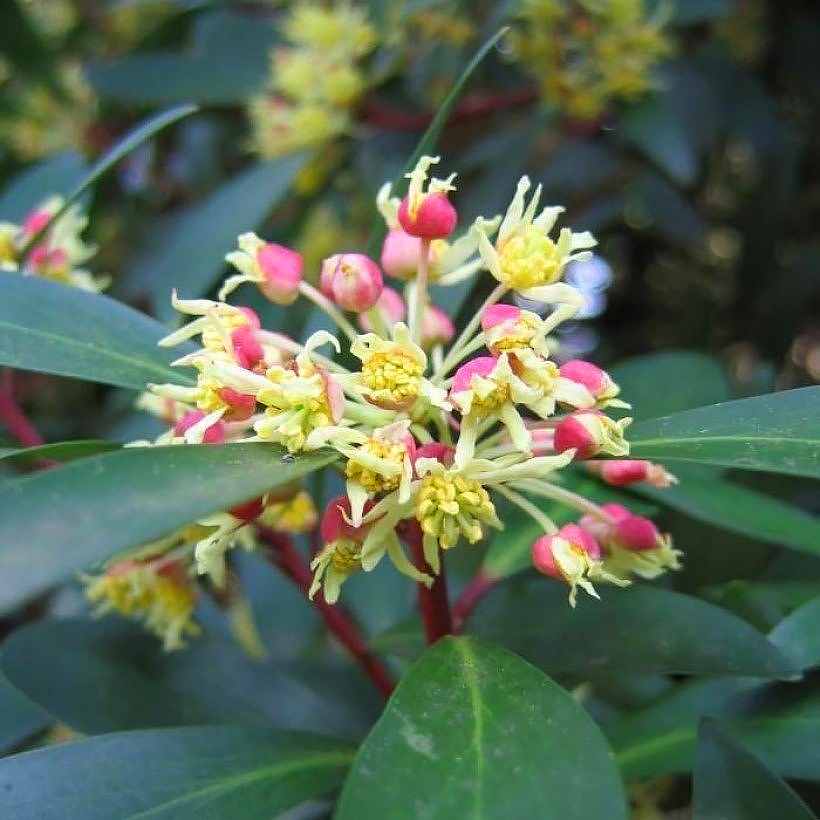 Drimys - Poivre de Tasmanie