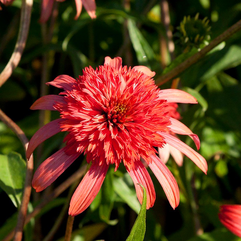 Echinacea - Echinacées