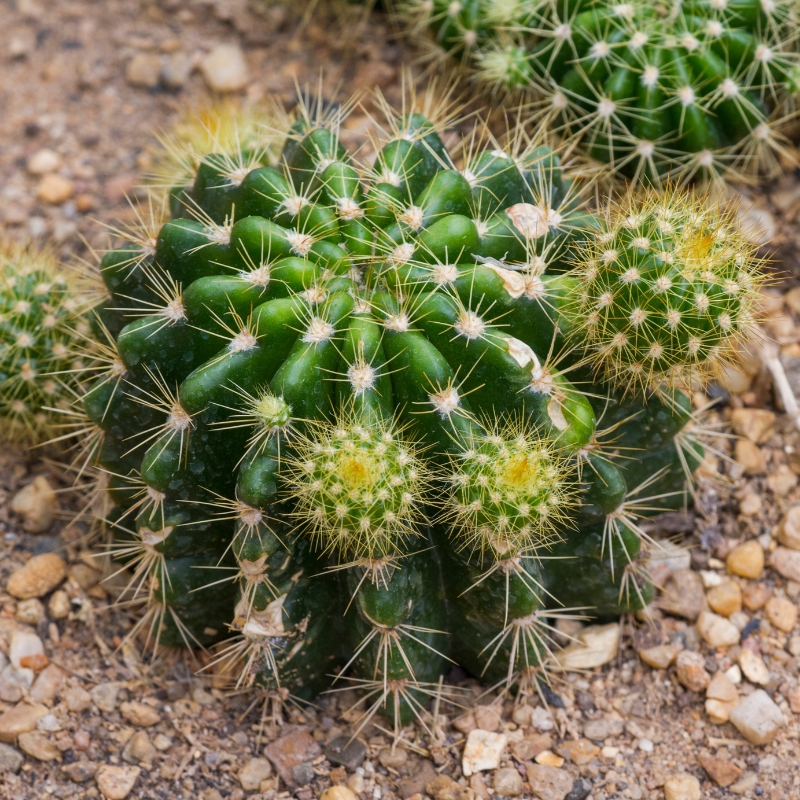 Echinopsis - Cactus