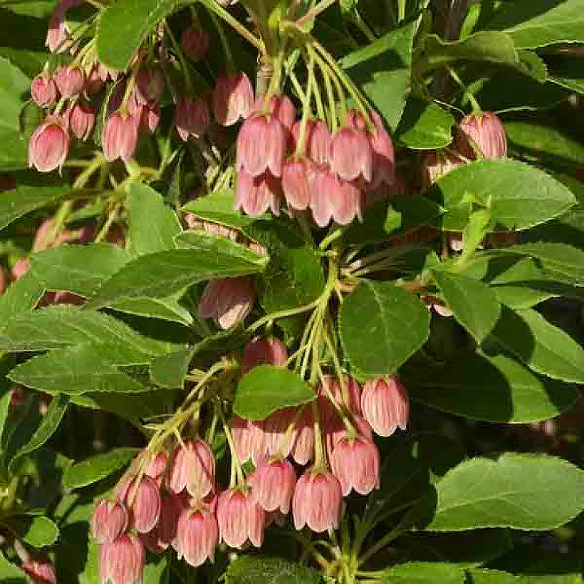 Enkianthus - Andromèdes campanulées