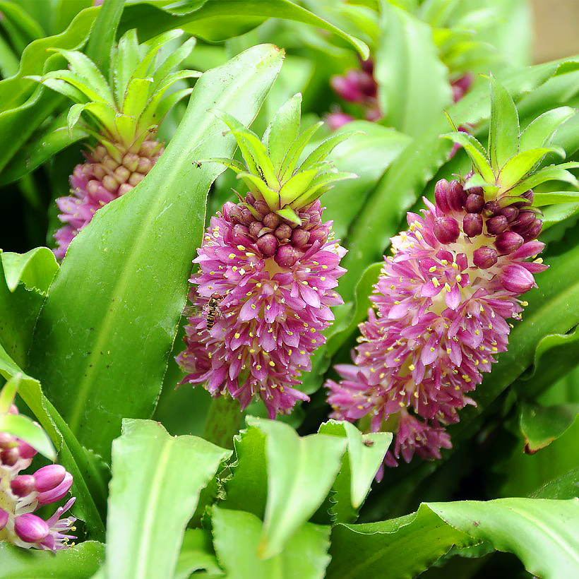 Eucomis - Fleurs ananas