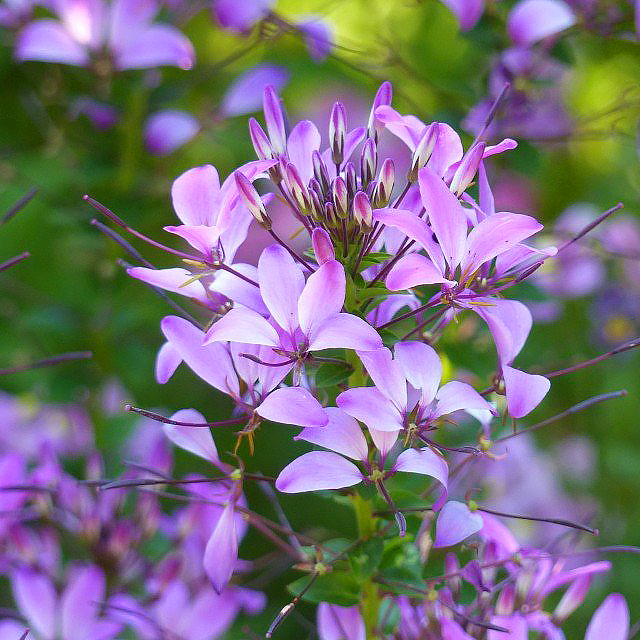 Cleome - Cléomes