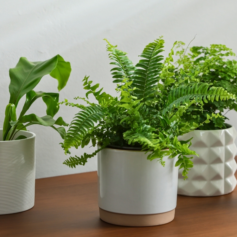 Fougères d'intérieur