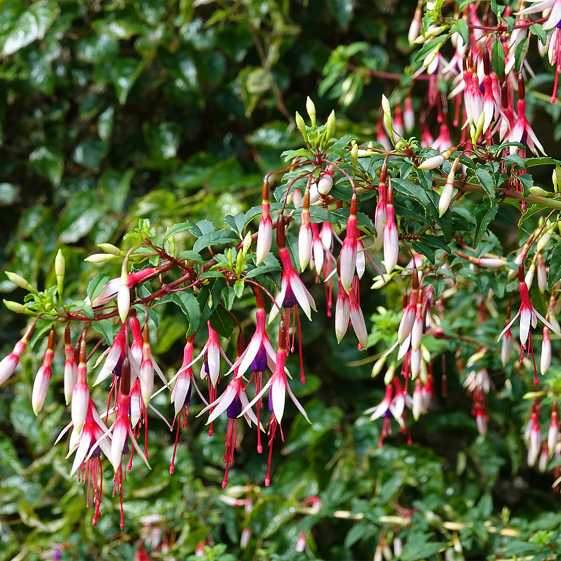 Fuchsias arbustifs