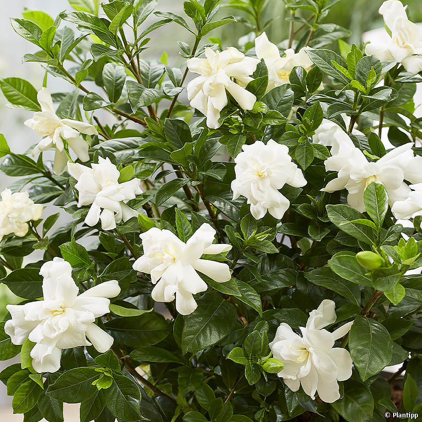 Gardenia - Jasmins du Cap