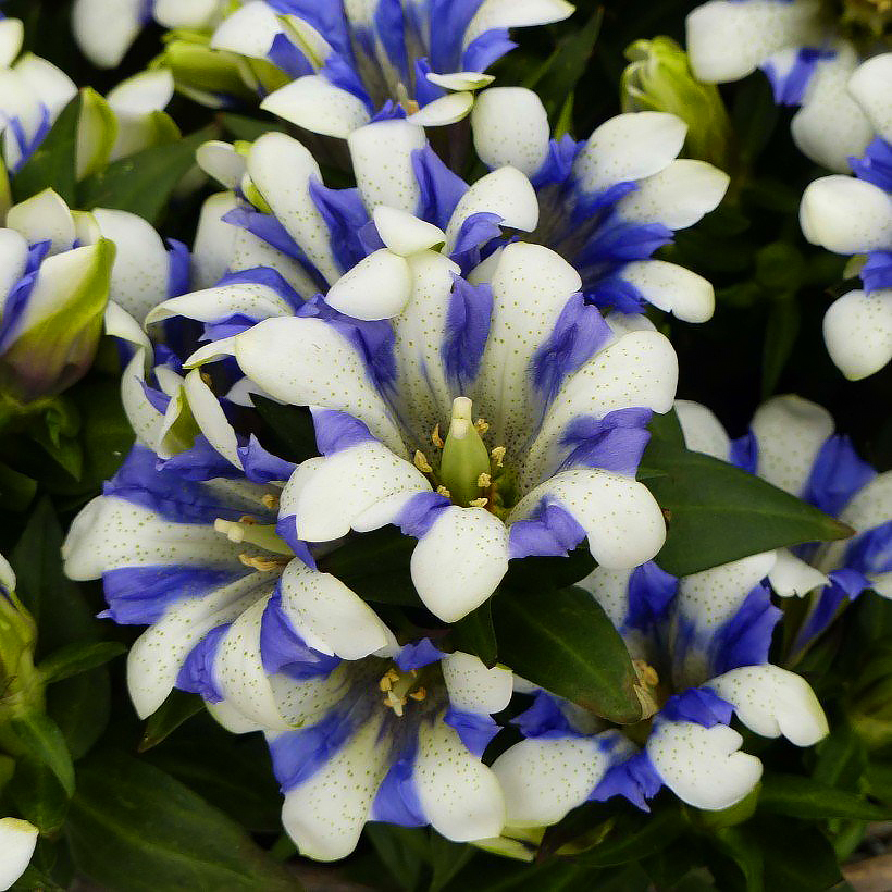 Gentiana - Gentianes