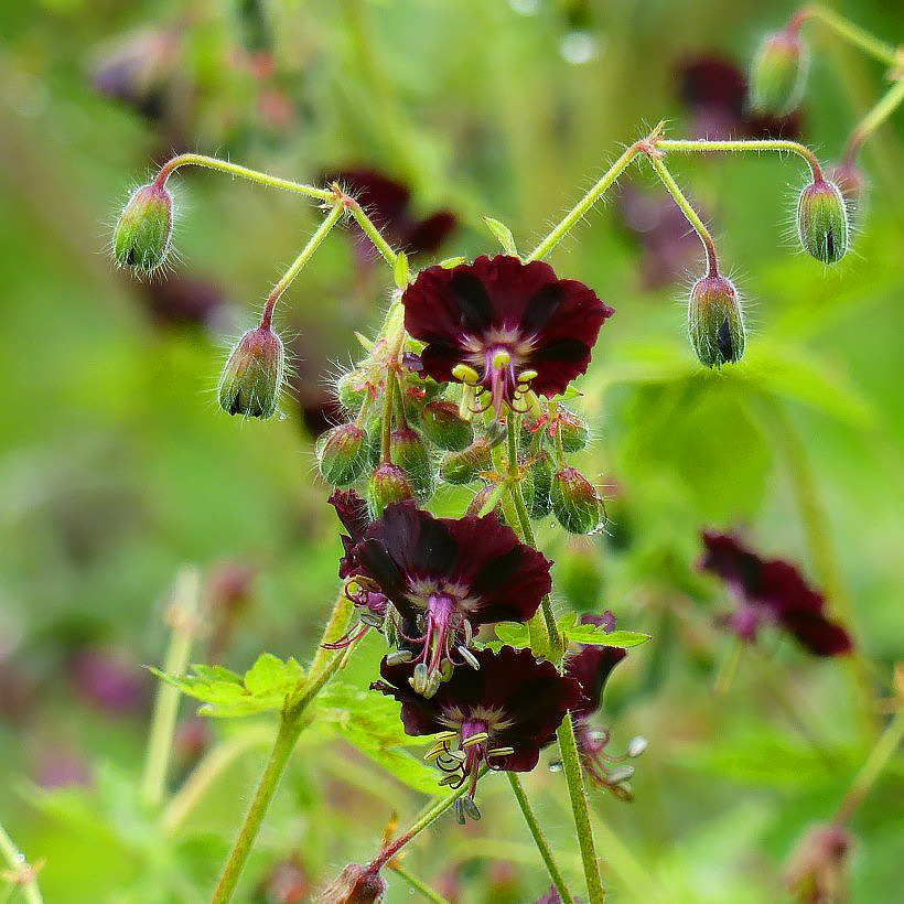 Geranium phaeum - Géraniums bruns