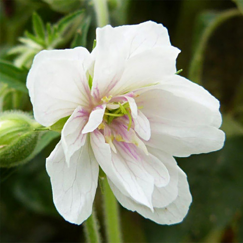 Geranium pratense - Géraniums des prés
