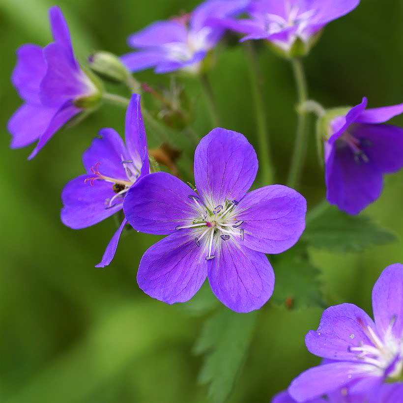 Geranium sylvaticum - Géraniums des bois