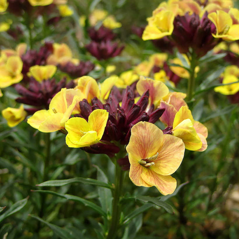 Erysimum - Giroflées