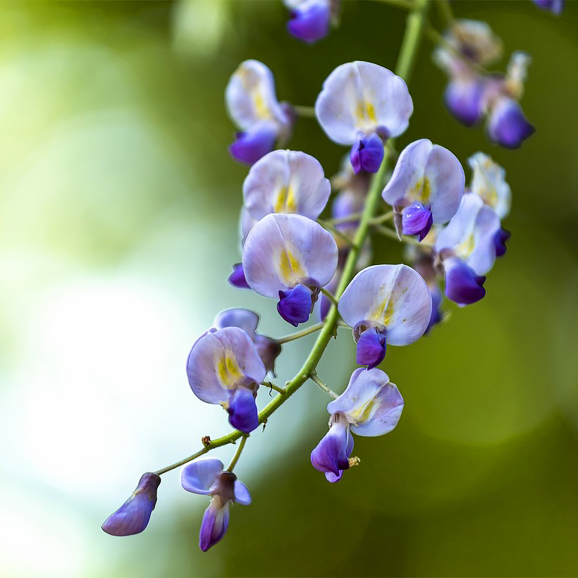 Wisteria - Glycines