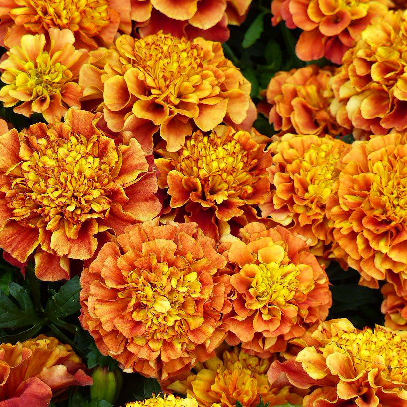 Graines de Roses d'Inde - Tagetes
