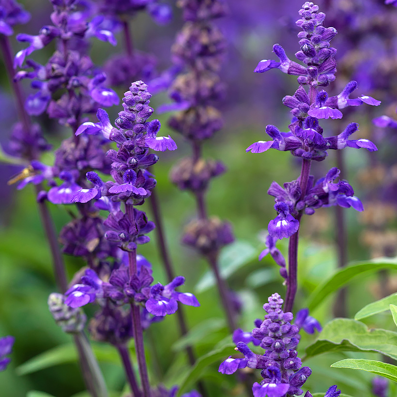 Graines de Sauges - Salvia