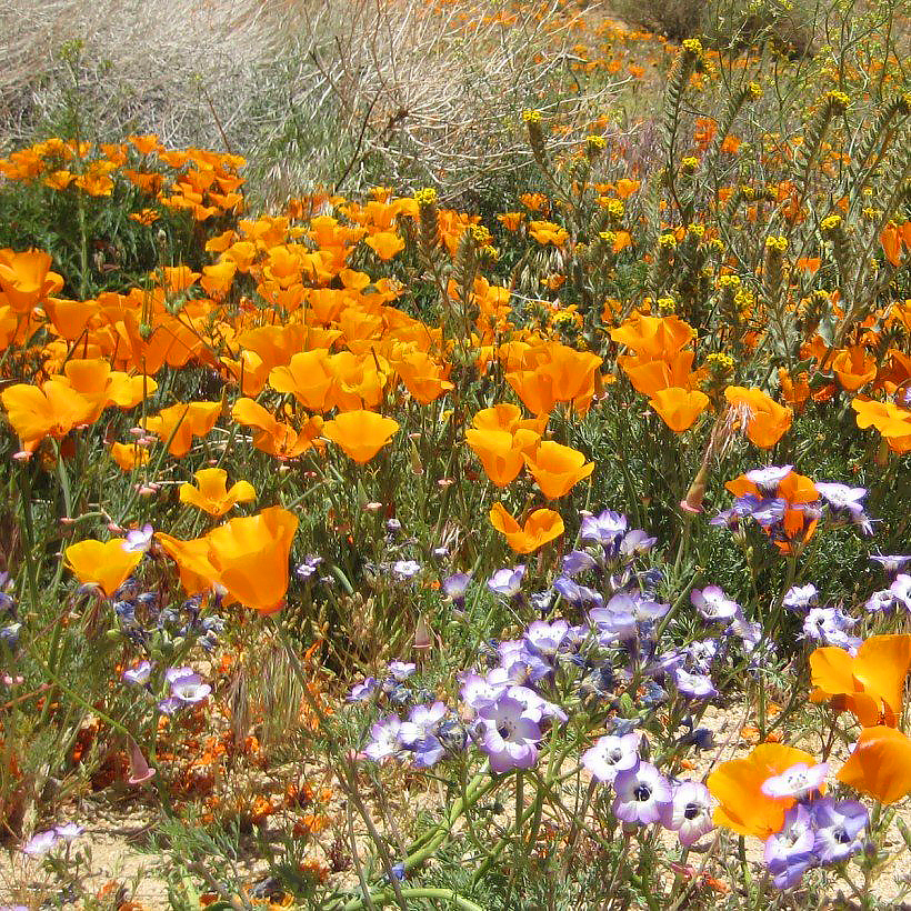 Graines de pavot de Californie - Eschscholzia