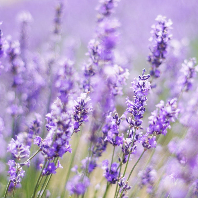 Graines de Lavandes