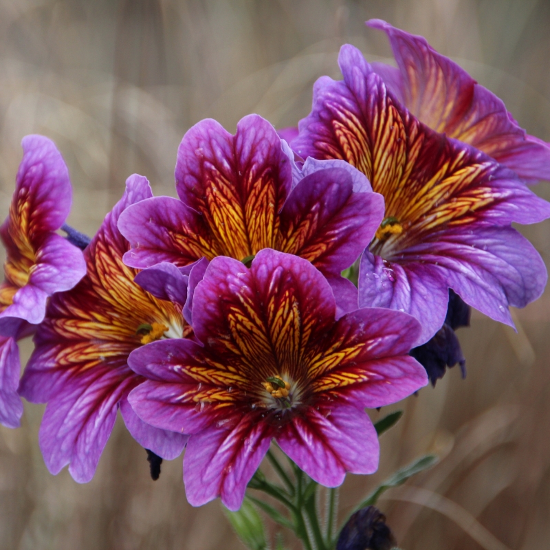Graines de Salpiglossis