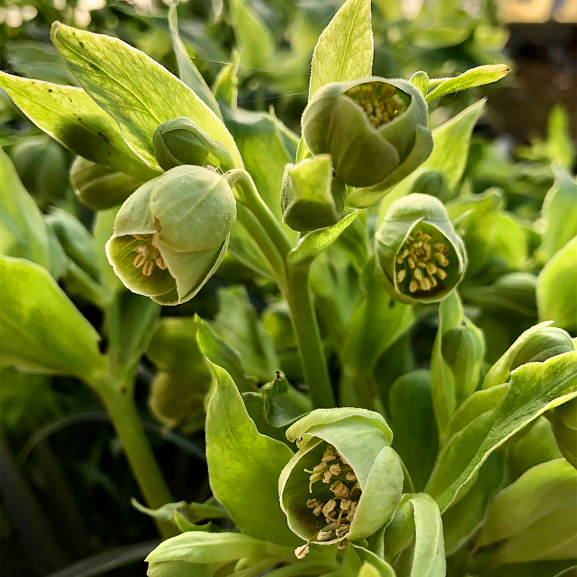 Helleborus foetidus - Hellébores fétides