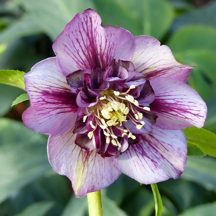 Hellébores orientales et hybrides