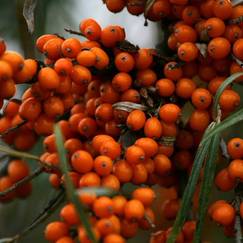 Hippophae - Argousiers