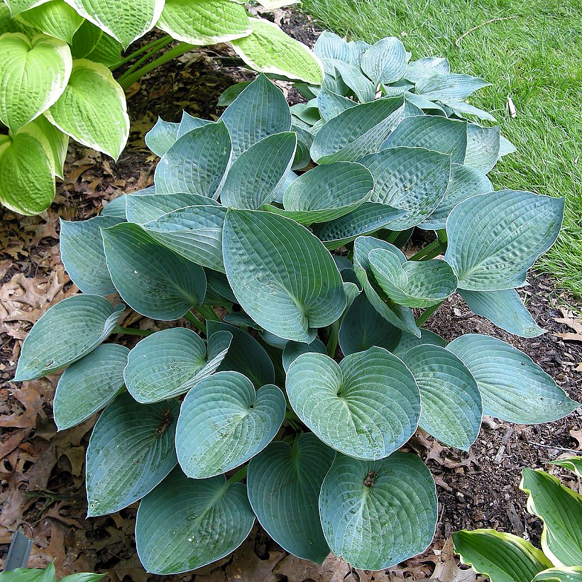 Hostas à feuillage bleu