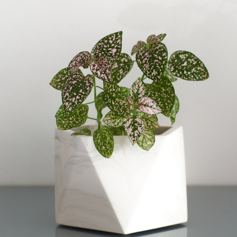 Hypoestes - Plante aux éphélides