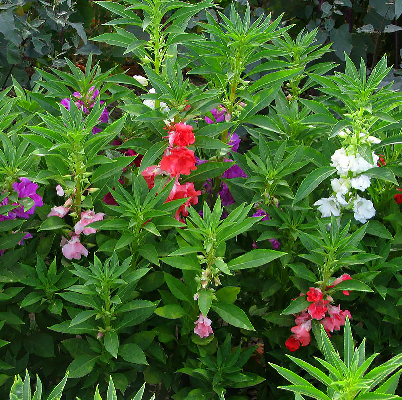Impatiens vivaces - Balsamines