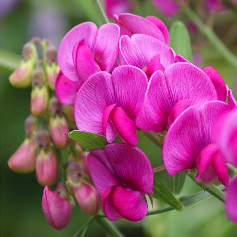 Lathyrus - Gesses