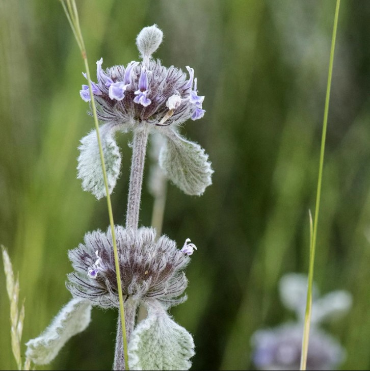 Marrubium - Marrubes