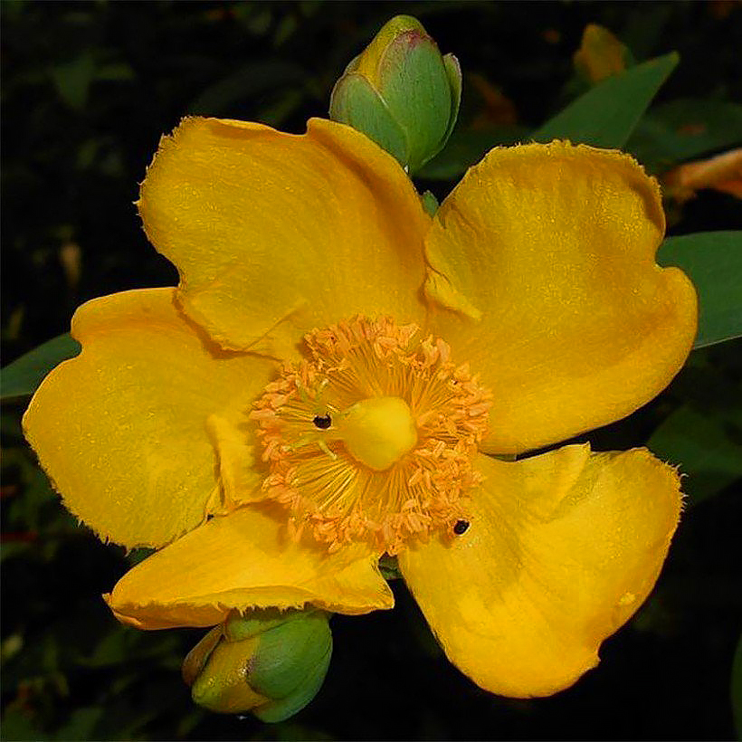 Hypericum - Millepertuis