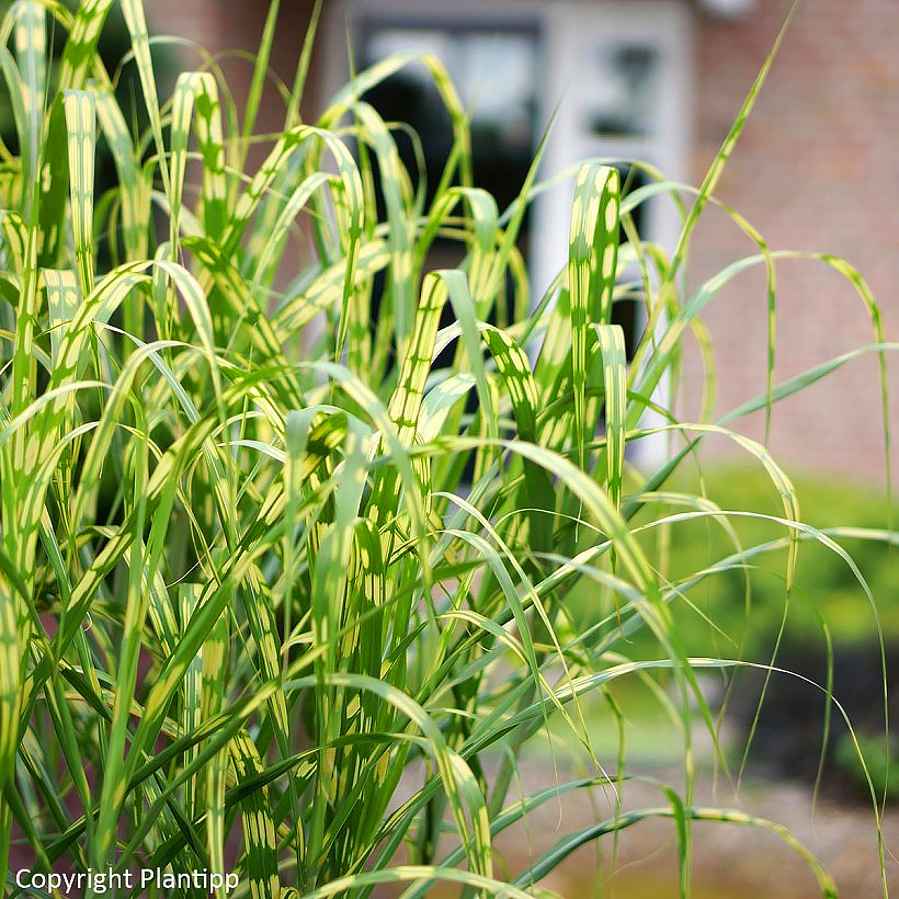 Miscanthus