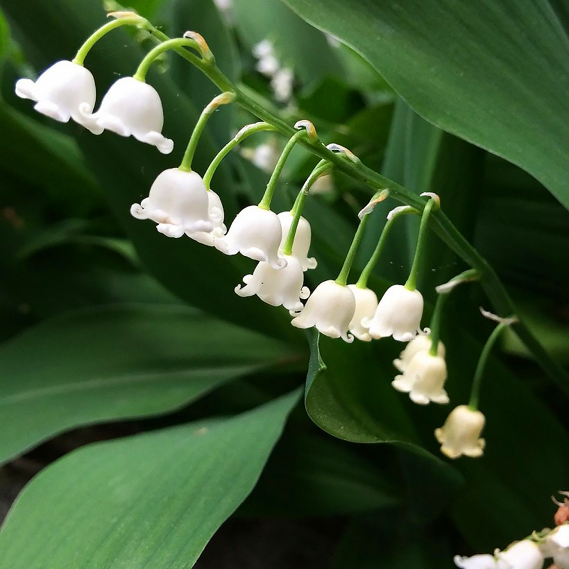 Convallaria - Muguets