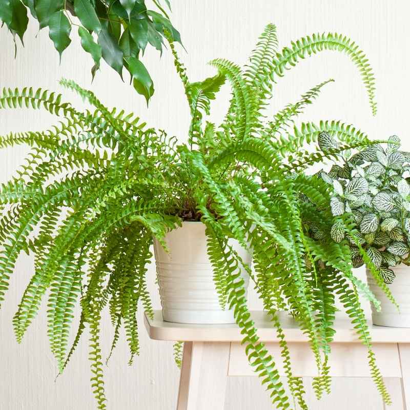 Nephrolepis - Fougère de Boston