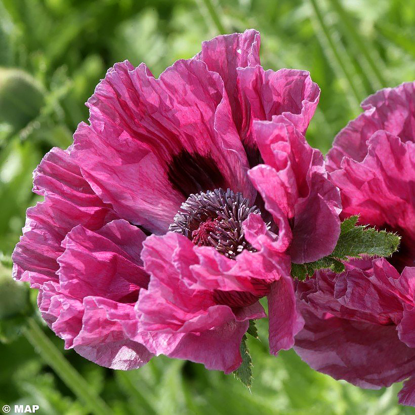 Pavots - Papaver, Meconopsis et cie.