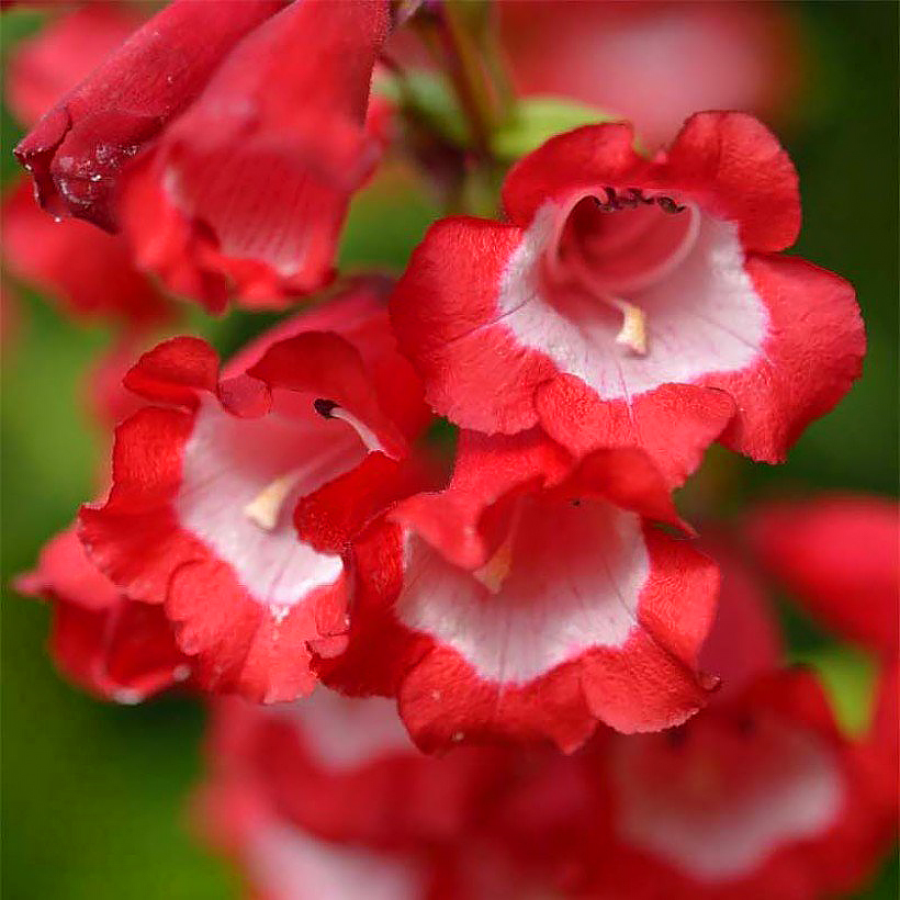 Penstemon - Galanes