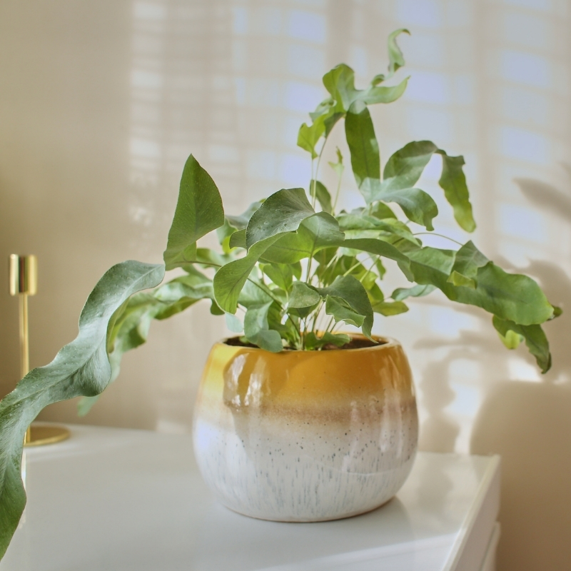 Phlebodium - Fougère bleue