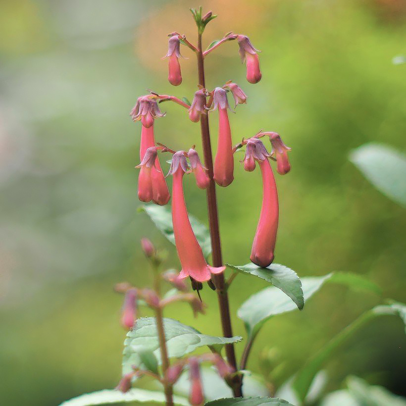 Phygelius - Fuchsia du Cap
