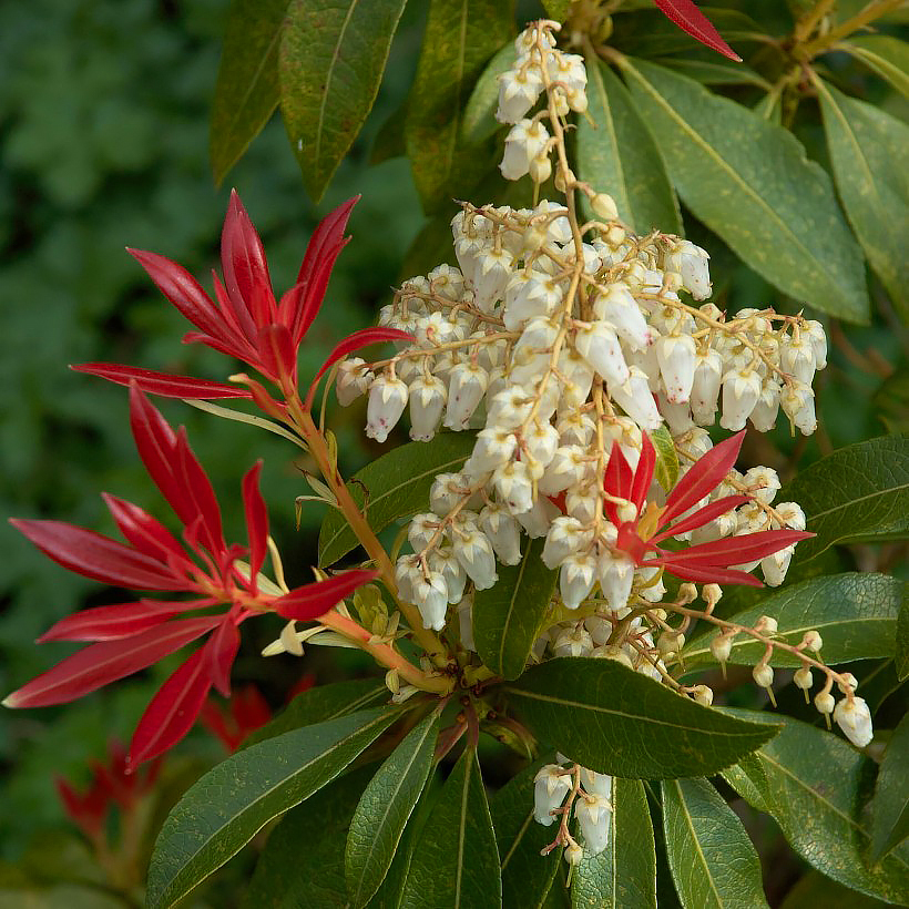 Pieris - Andromèdes du Japon