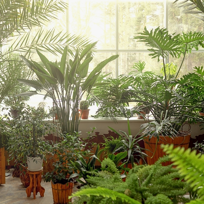 Plantes d'intérieur effet jungle