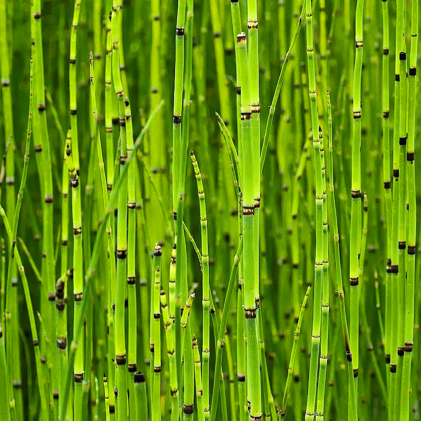 Equisetum - Prêles