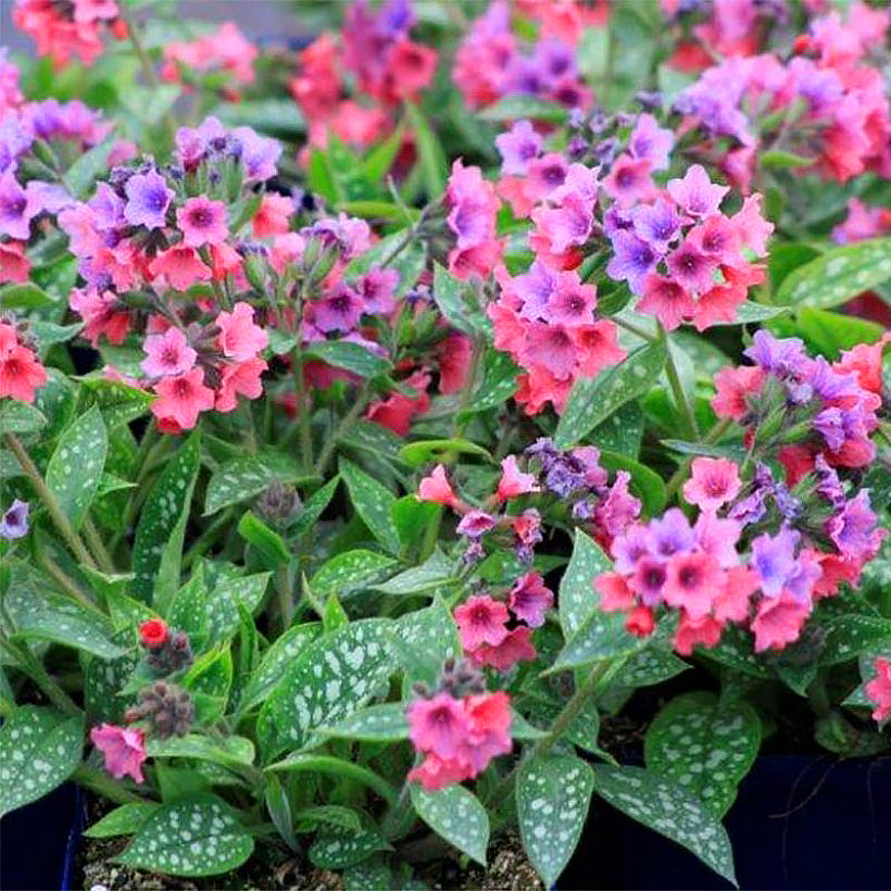 Pulmonaria - Pulmonaires