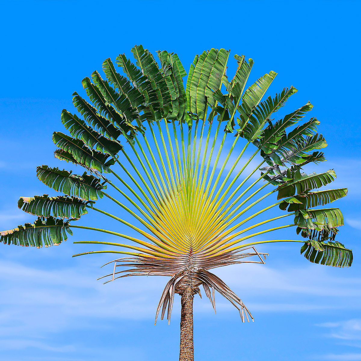 Ravenala - Arbre du voyageur